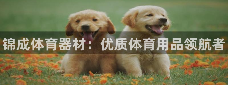 星奥娱乐集团股份有限公司怎么样：锦成体育器材：优质体